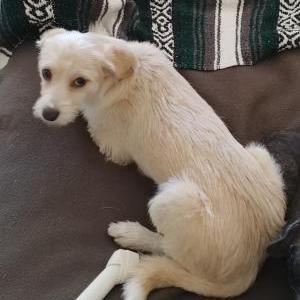 2nd Image of Maya, Lost Dog