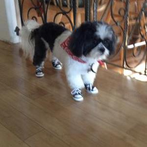 Lost Dogs In Jackson Ms Lost My Doggie