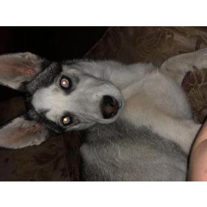 Lost Dogs In Valdosta Ga Lost My Doggie