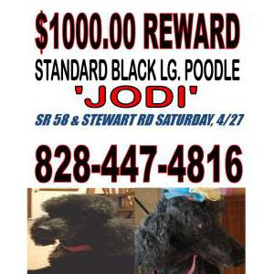2nd Image of JODI, Lost Dog