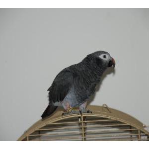 2nd Image of Charlo, Lost Bird