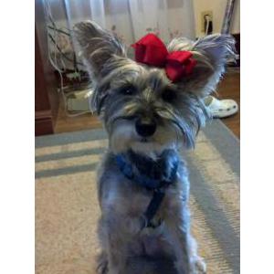 Lost Dogs In Mayfield Ky Lost My Doggie