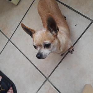 2nd Image of Cookie, Lost Dog
