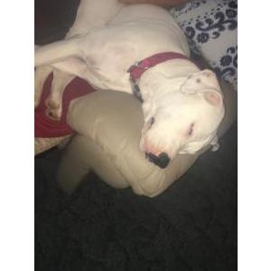 Lost Dogs In Memphis Tn Lost My Doggie