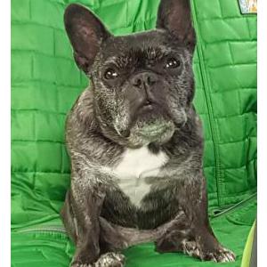 2nd Image of Nala, Lost Dog