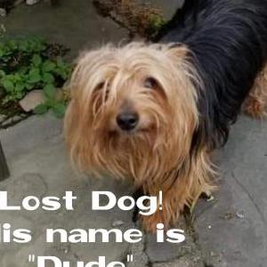 Lost Dog Dude