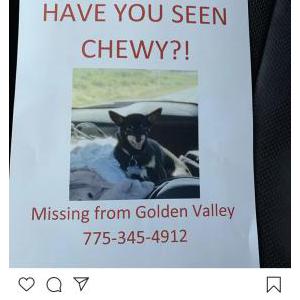 Lost Dog Chewy