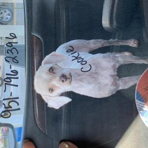 Lost Dog COOKIE