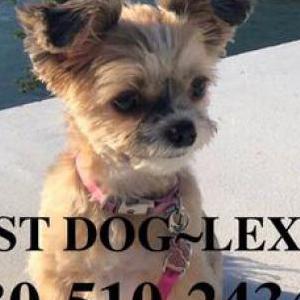 Lost Dogs In Redding Ca Lost My Doggie