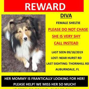 2nd Image of Diva, Lost Dog