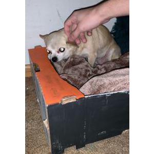 Lost Dogs In Milwaukee Wi Lost My Doggie