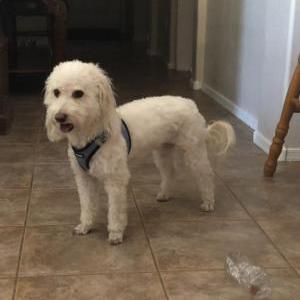 Lost Dog Scooter