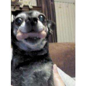 2nd Image of Daisy, Lost Dog