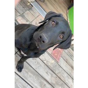 lost and found pets new plymouth