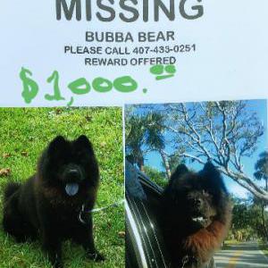 2nd Image of Bubba, Lost Dog