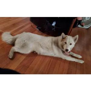 2nd Image of Shiloh, Lost Dog