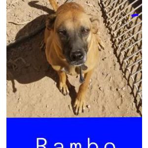 Lost Dog Rambo