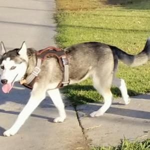 2nd Image of KIRA, Lost Dog