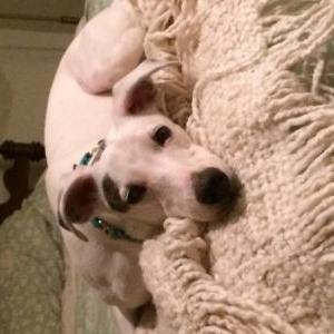 2nd Image of charlotte, Lost Dog