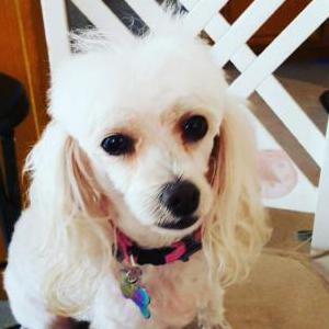 2nd Image of Tinker bell, Lost Dog