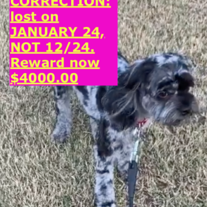 2nd Image of Georgie, Lost Dog
