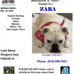Lost Dog Zara