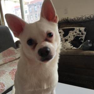 Lost Dog Xiaobao