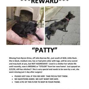 Lost Dog Patty