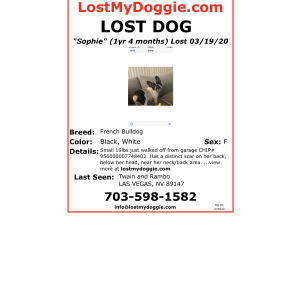 2nd Image of Sophie, Lost Dog