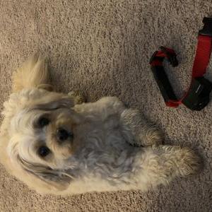 Found Dog Unknown