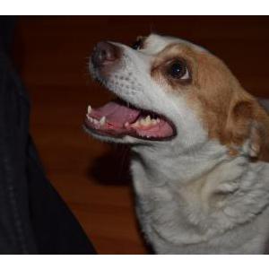 2nd Image of Mishka, Lost Dog