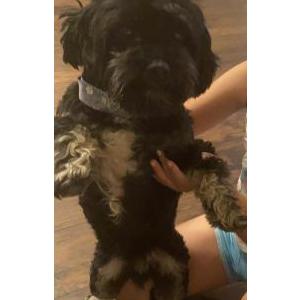 Lost Dog Rocky