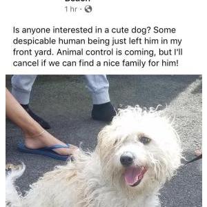 Found Dog Unknown