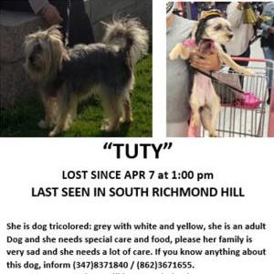 Lost Dog Tuty