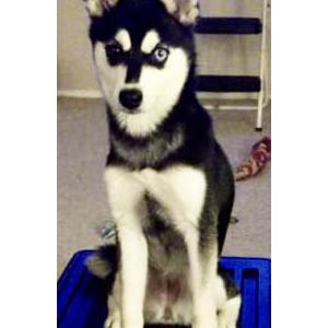 Lost Dog Sierra