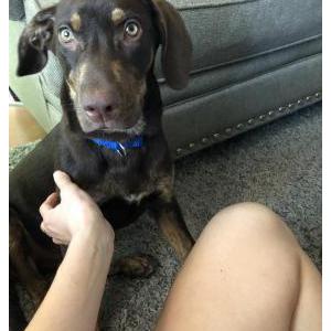 Lost Dog Amos