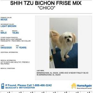 Lost Dog Chico