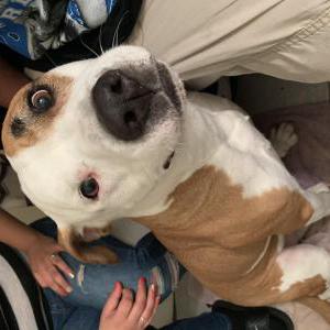 Lost Dog Jackson