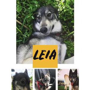 2nd Image of Leia, Lost Dog