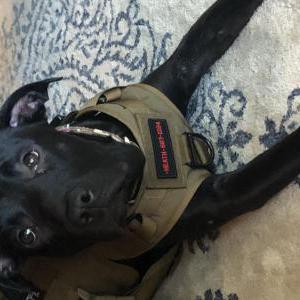 Lost Dog Miley