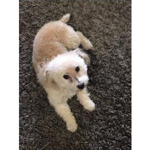 Lost Dog Fluffy