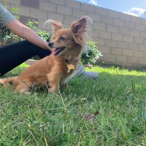 Lost Dog BooBoo