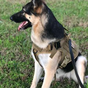 Lost Dog Luna