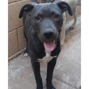 Lost Dog Oreo