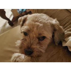 Lost Dog Bailey