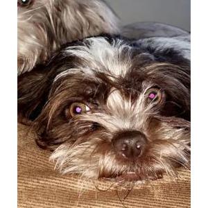 Lost Dog Bear