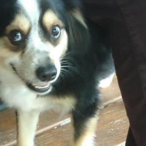 Lost Dog Max