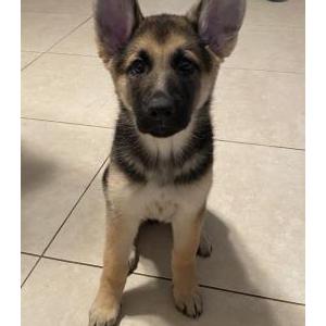 Lost Dog Shelby