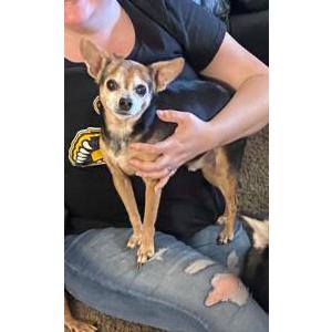 Lost Dog Chronos