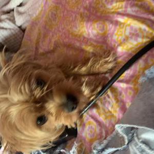 Lost Dog Bella
